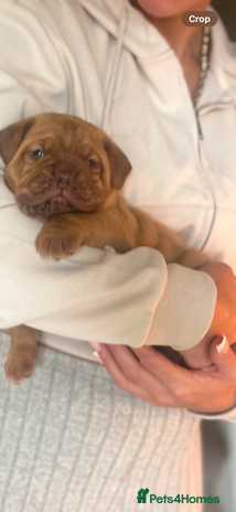Dogue De Bordeaux dogs - Advert 10