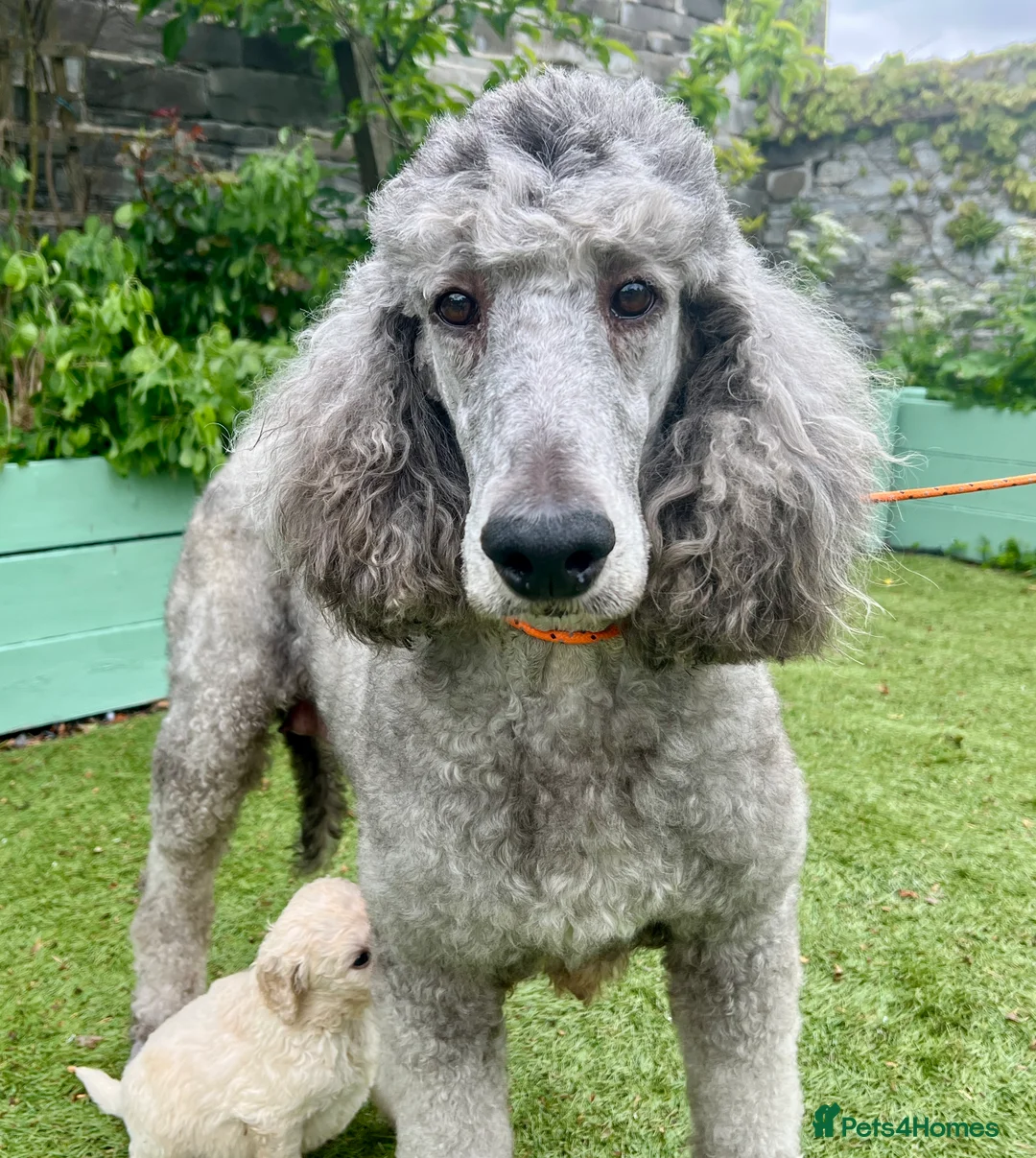 Standard Poodle dogs for sale: Stunning KC reg standard poodles  - Advert 12