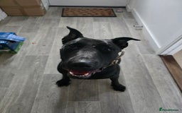 Mixed Breed dogs for sale: English Terrier/Cane Corso 2 year old. - Image 3