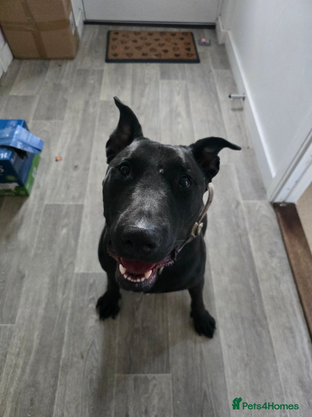 Mixed Breed dogs for sale: English Terrier/Cane Corso 2 year old. - Image 3