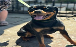 Rottweiler dogs for sale: Rottweiler looking for new home in Accrington - Image 5