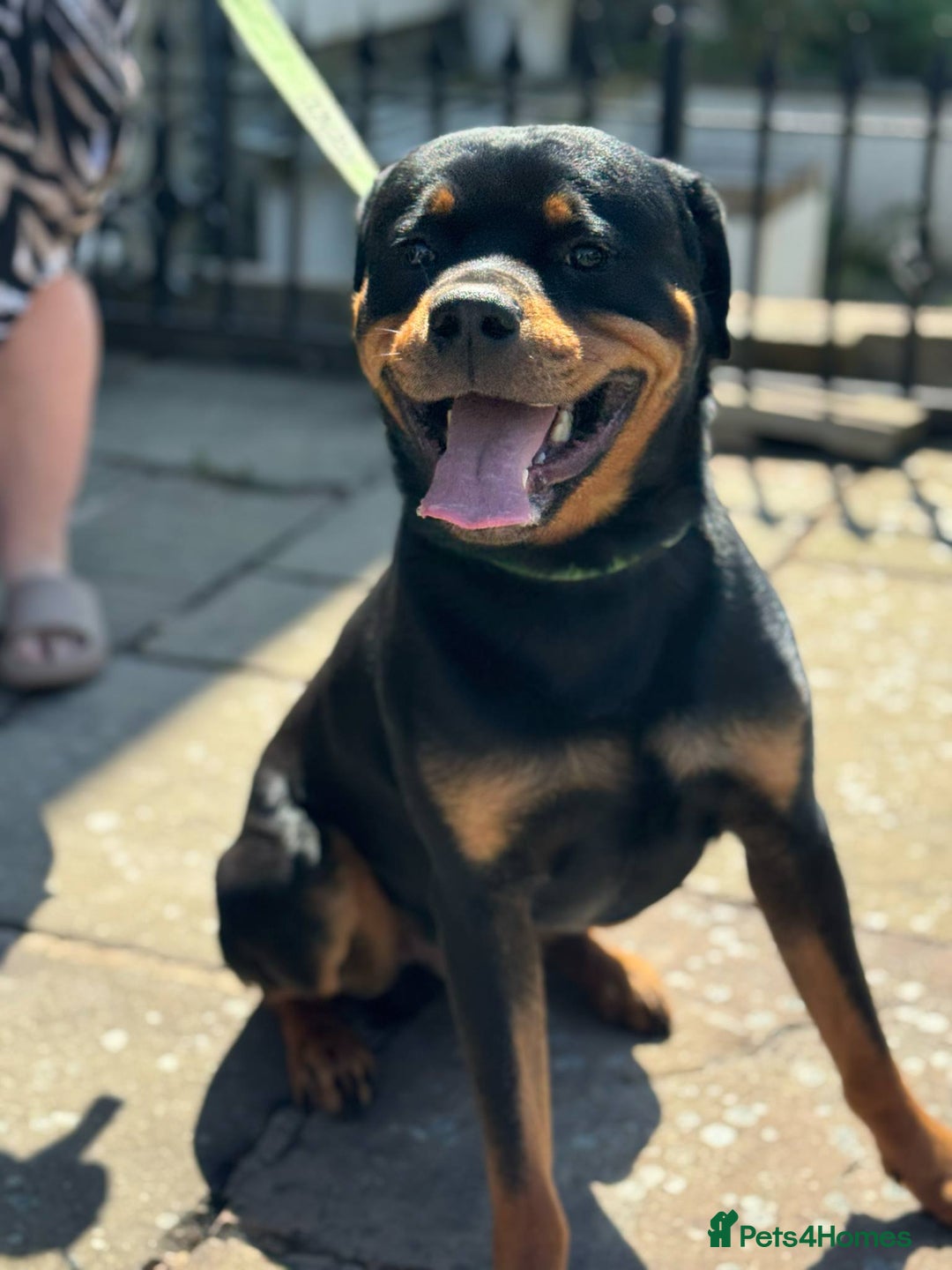 Rottweiler dogs for sale: Rottweiler looking for new home in Accrington - Image 5