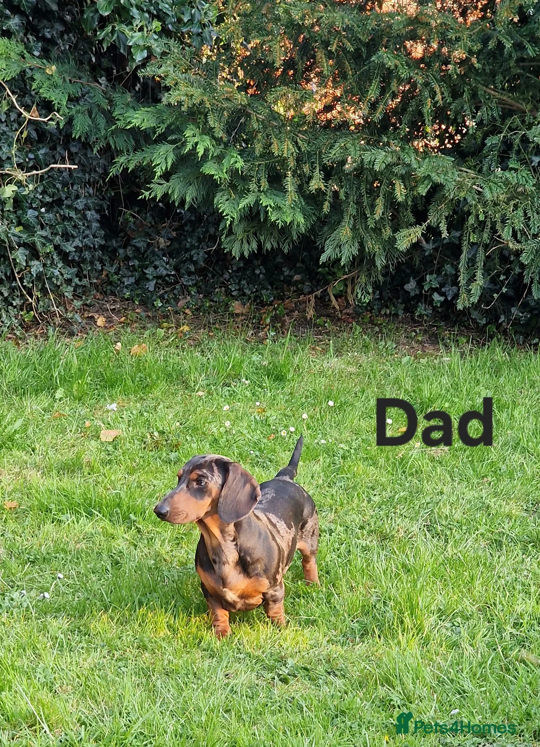 Dachshund dogs for sale: KC Standard Dachshund Puppies - Advert 6