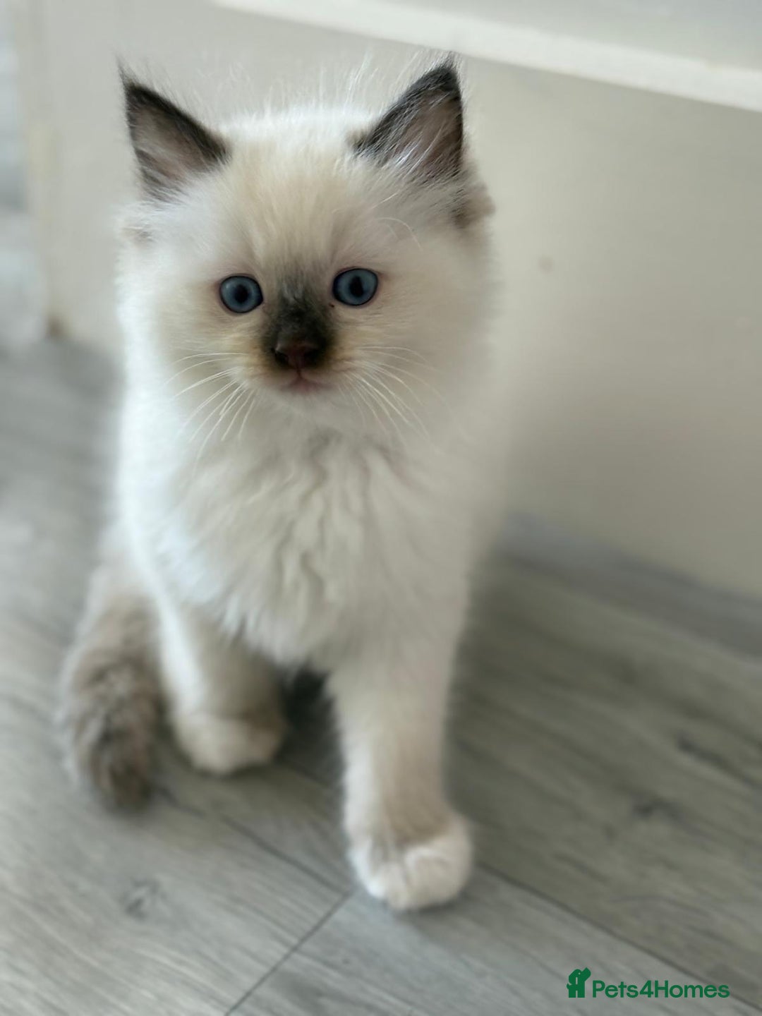 Ragdoll cats for sale: Fully Traceable Traditional Ragdoll Kittens - Advert 3