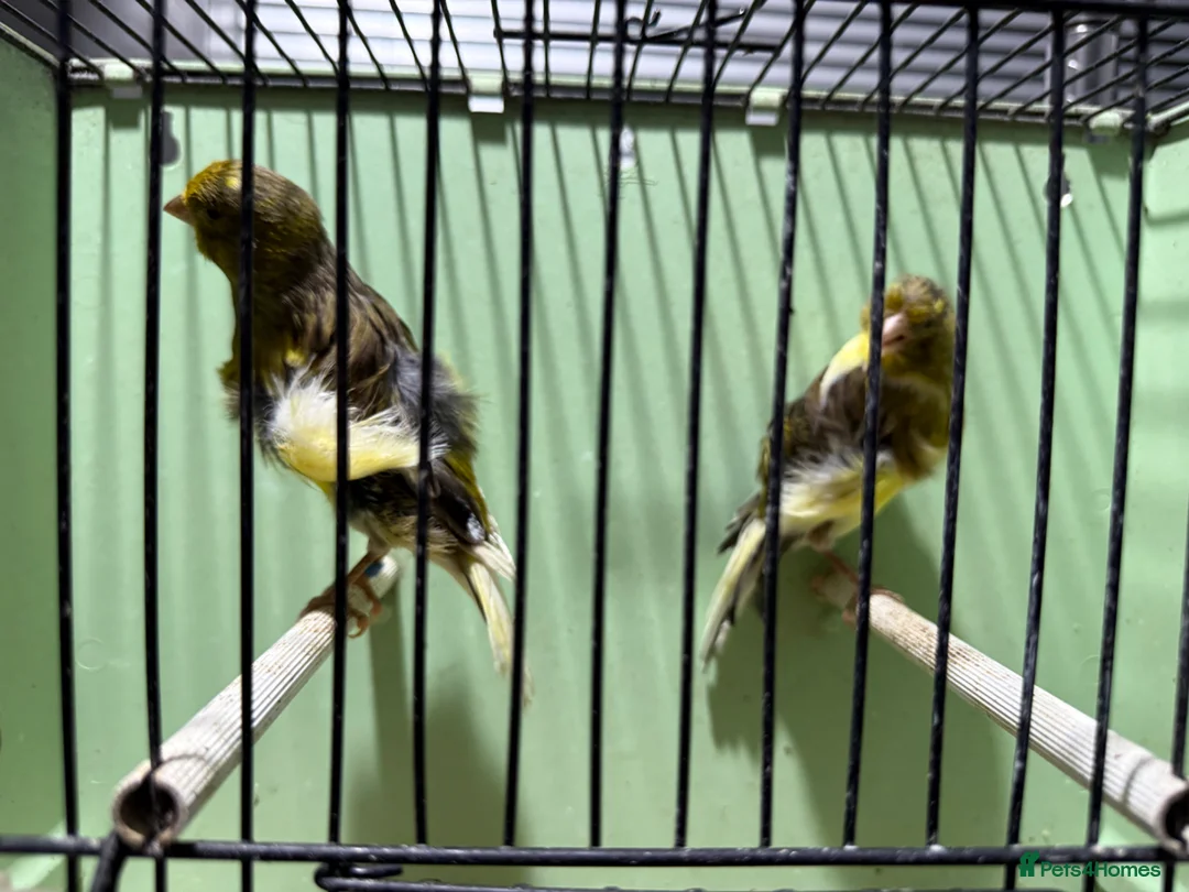 Canaries birds for sale: Southern Dutch Frill Canary pair - Advert 2