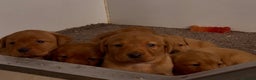 Labrador Retriever dogs for sale: KC Reg Fox Red Labrador Puppies Health Tested - Advert 2