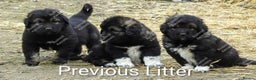 Caucasian Shepherd Dog dogs for sale: Caucasian Shepherd Pups - Advert 11