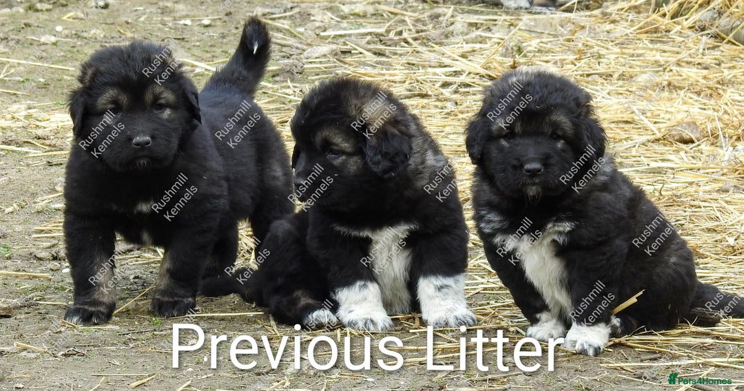 Caucasian Shepherd Dog dogs for sale: Caucasian Shepherd Pups - Advert 11