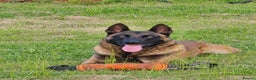 Belgian Shepherd Dog dogs for stud: CHANCE MR3 Vice Champion PSA2 at STUD - Advert 21