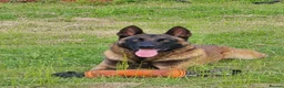 Belgian Shepherd Dog dogs for stud: CHANCE MR3 Vice Champion PSA2 at STUD - Advert 22