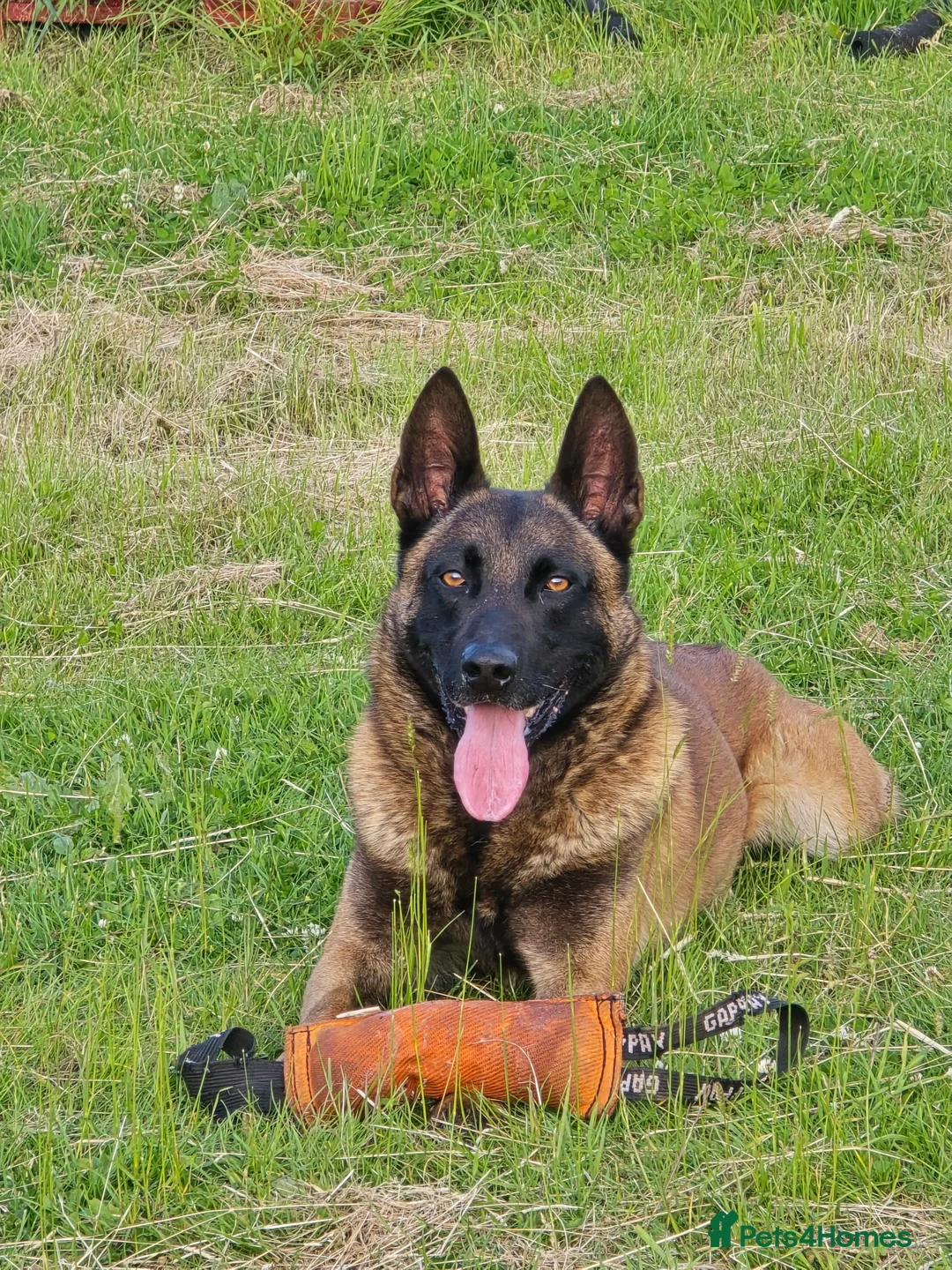 Belgian Shepherd Dog dogs for stud: CHANCE MR3 Vice Champion PSA2 at STUD - Advert 22