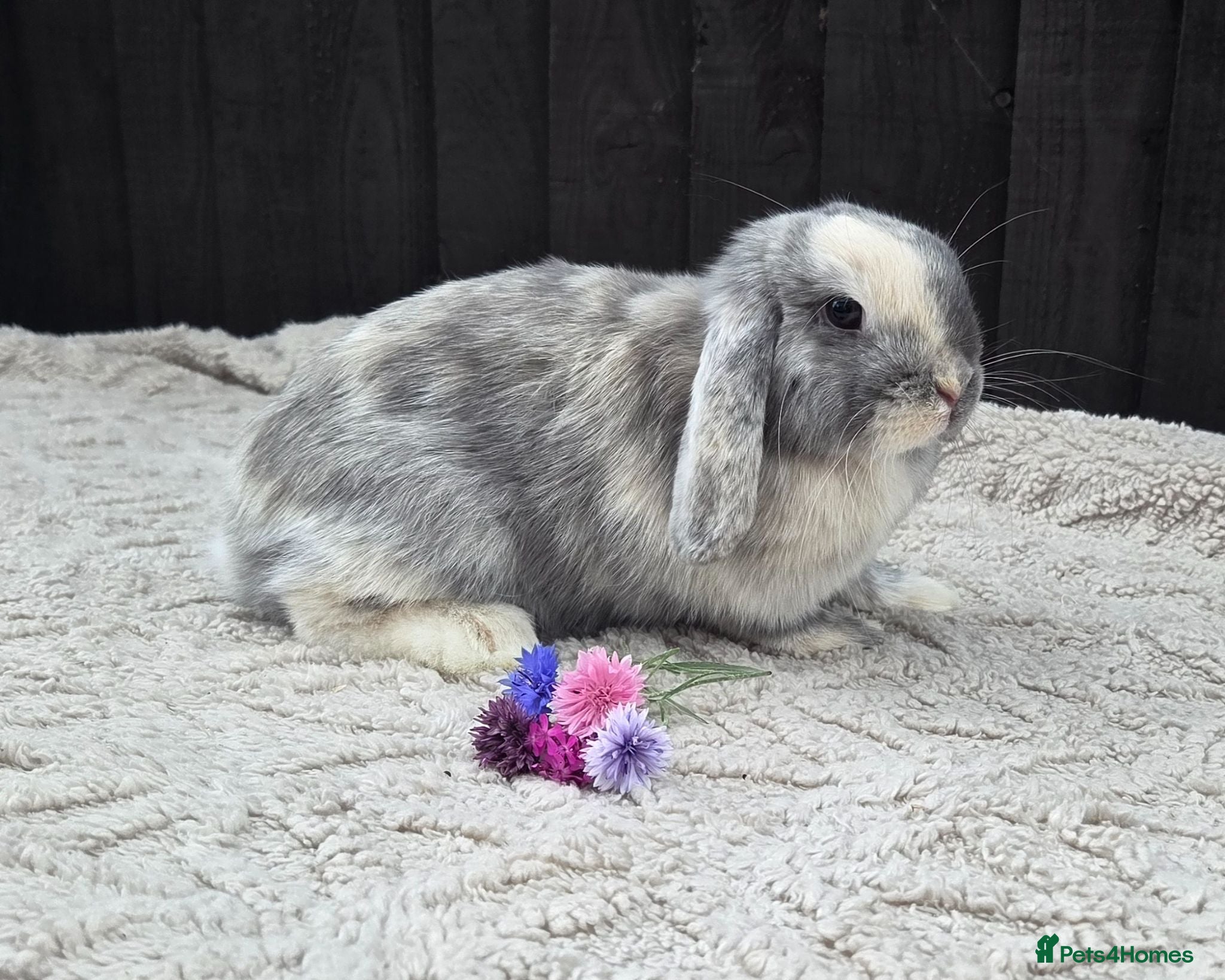 Mini Lop rabbits Mini lop  - Advert 8