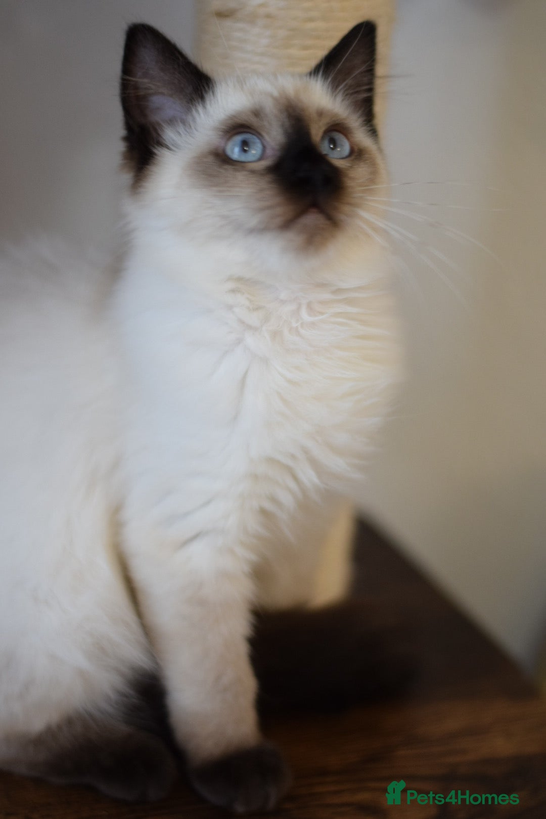 Ragdoll cats for sale: Ragdoll Crystal chocolate point female  - Image 4