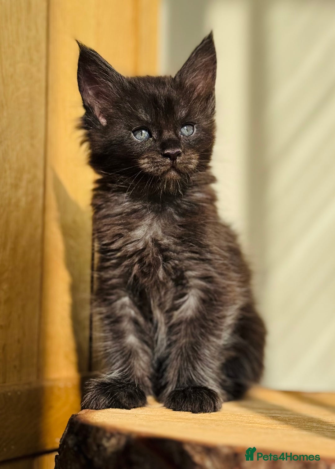 Maine Coon cats for sale: Beautiful pure bread Maine Coon kittens - Image 6