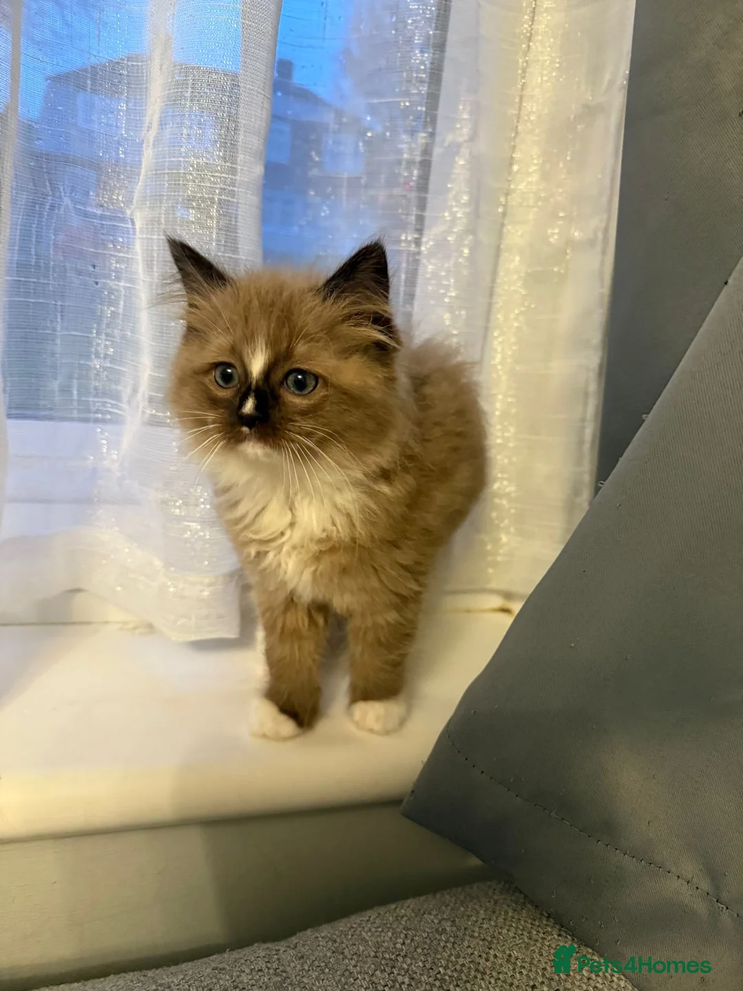 Ragdoll cats for sale: Seal sepia female full ragdoll - Advert 1