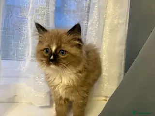 Ragdoll cats Seal sepia female full ragdoll - Advert 1