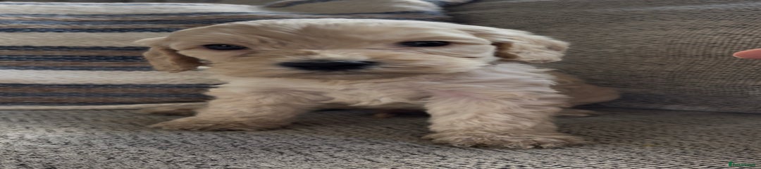 Cockapoo Puppy 2