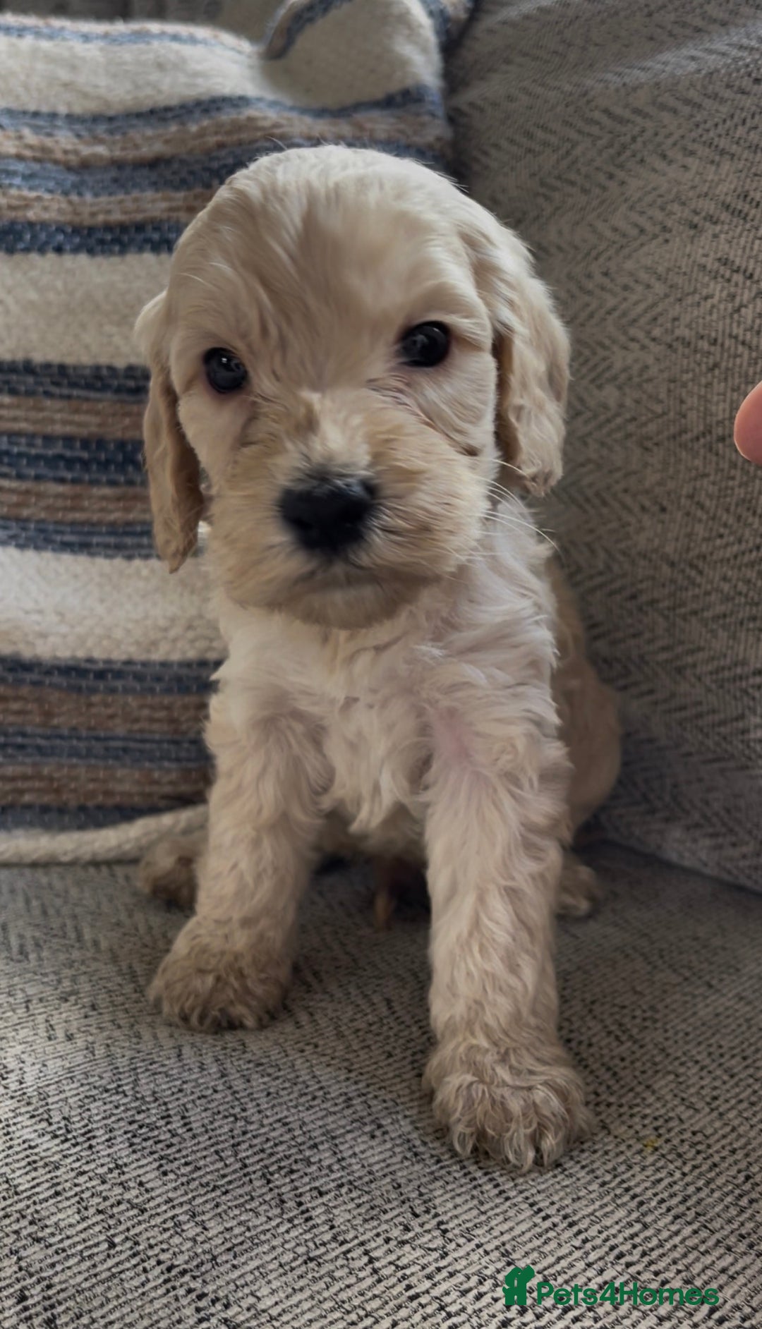 Cockapoo dogs for sale: F2 cockapoos for sale - Image 7
