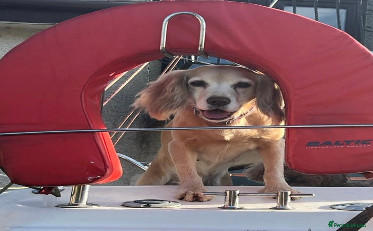 Cockapoo dogs - Advert 1