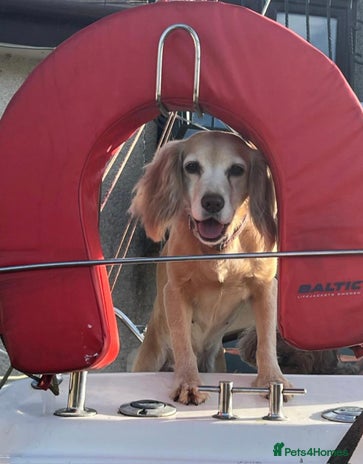 Cockapoo dogs - Advert 1