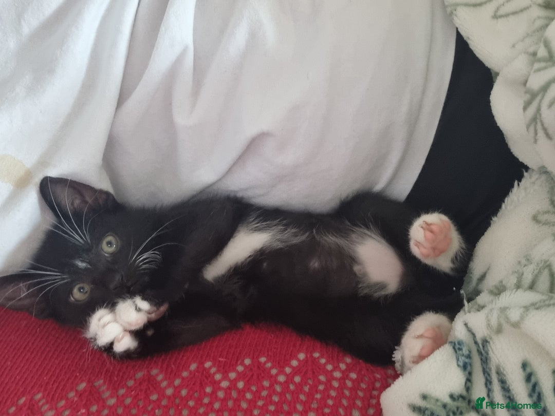 Domestic Shorthair cats for sale: Kittens for sale, READY TO GO NOW!  - Image 21