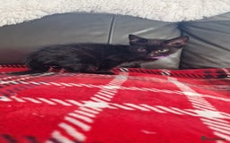 Mixed Breed cats for sale: Just 3 left 1 girl and 2 boys - Image 8