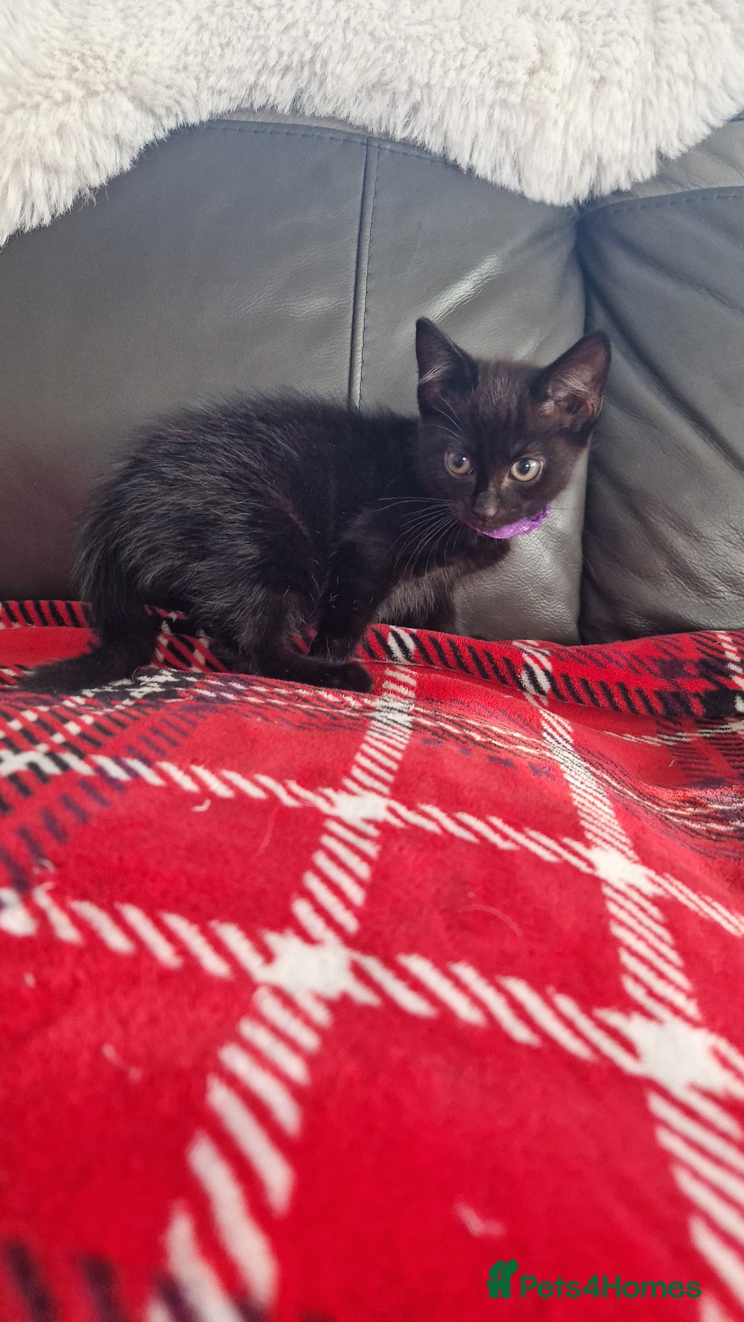 Mixed Breed cats for sale: Just 3 left 1 girl and 2 boys - Image 8