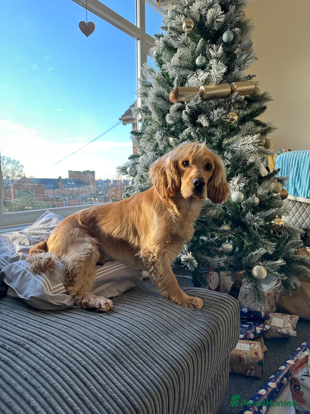 Cocker Spaniel dogs for stud: Full KC registered cocker spaniel for stud - Advert 2