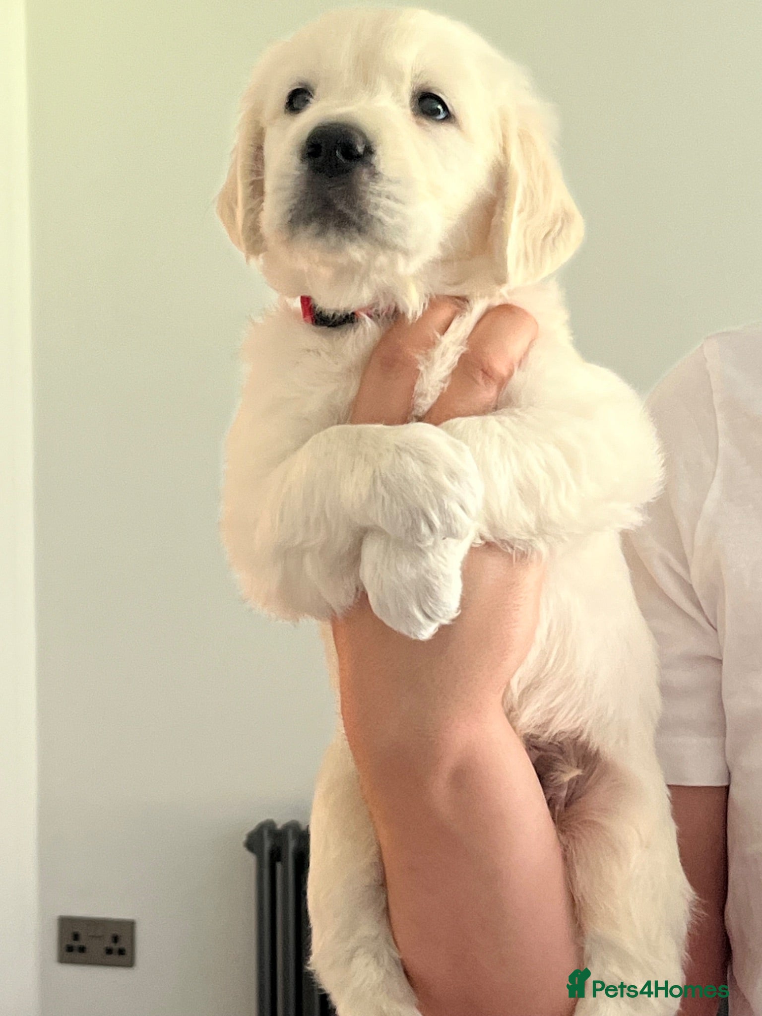 Golden Retriever dogs KC Old English Cream Golden Retriever Puppies  - Advert 1