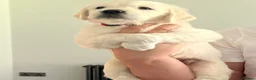 Golden Retriever dogs for sale: KC Old English Cream Golden Retrievers - Advert 12