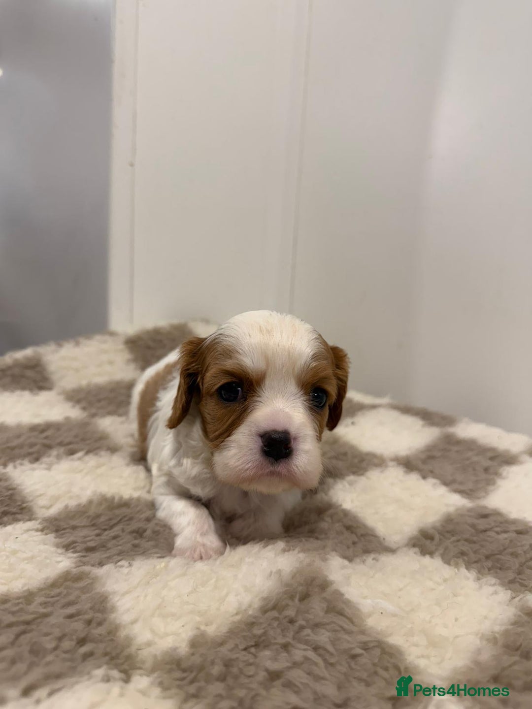 Cavalier King Charles Spaniel dogs for sale: Cavalier King Charles Spaniel  - Image 16