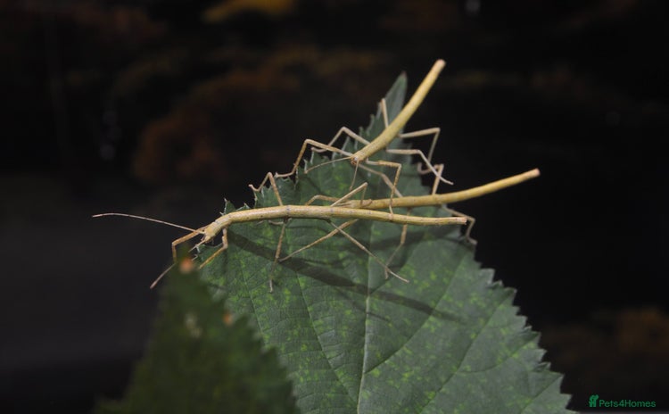 Stick Insects invertebrates - Advert 1