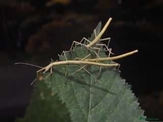 Stick Insects invertebrates - Advert 32