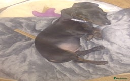 Dachshund dogs for sale: £800 Ono Miniature dachshund please read  - Image 4