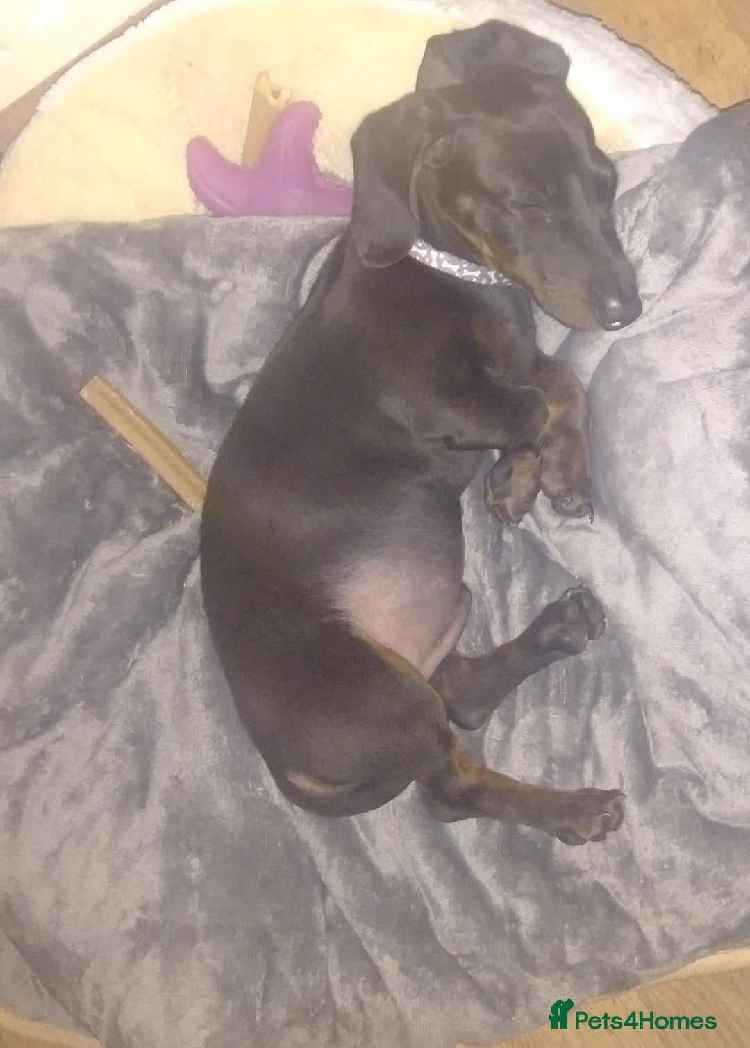 Dachshund dogs for sale: £800 Ono Miniature dachshund please read  - Image 4