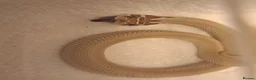 Snake reptiles for sale: Royal Pythons, Boa, Olive python Hoggies, Tortoise in Andover - Advert 4