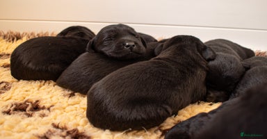 Labrador Retriever dogs - Advert 2