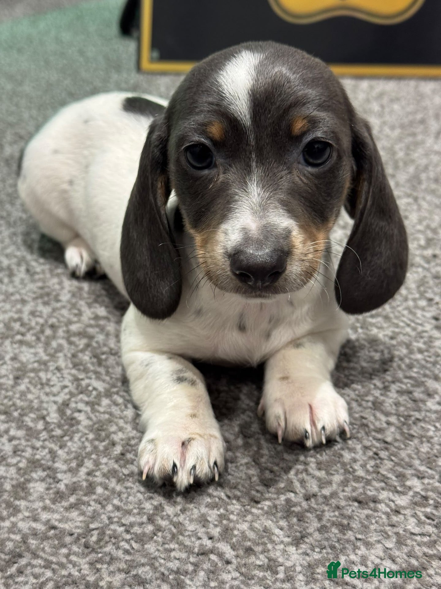 Dachshund dogs Ready to Leave!!! 1 Standard Dachshund Puppies - Advert 9