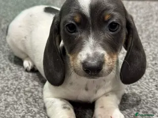 Dachshund dogs Ready to Leave!!! 1 Standard Dachshund Puppies - Advert 9