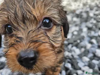 Mixed Breed dogs ** Toy yorkipoo - Advert 5