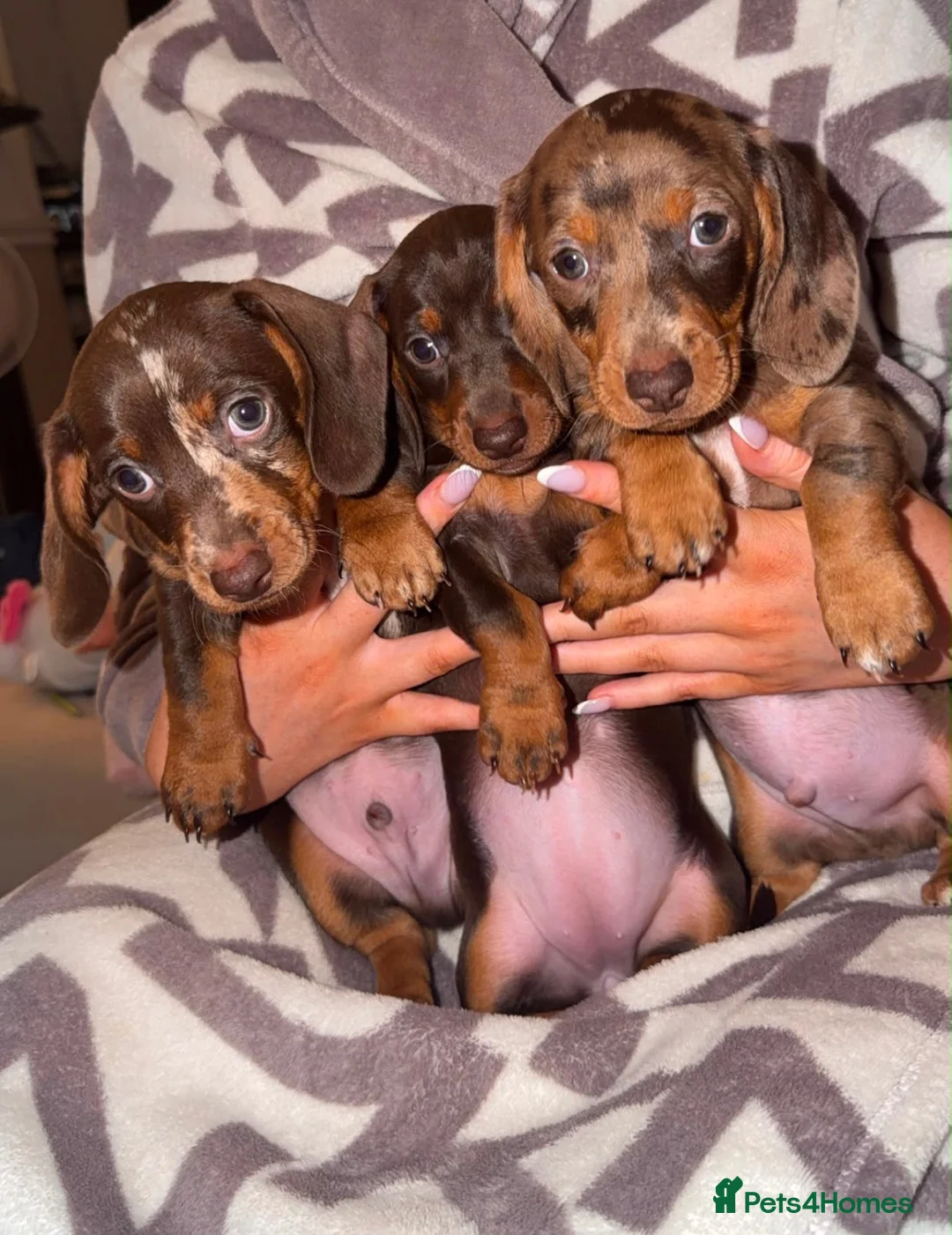 Miniature Dachshund dogs for sale: Miniature dachshund puppy’s  in Liverpool - Advert 2