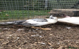 Ducks poultry for sale: Muscovy  ducklings  - Image 4