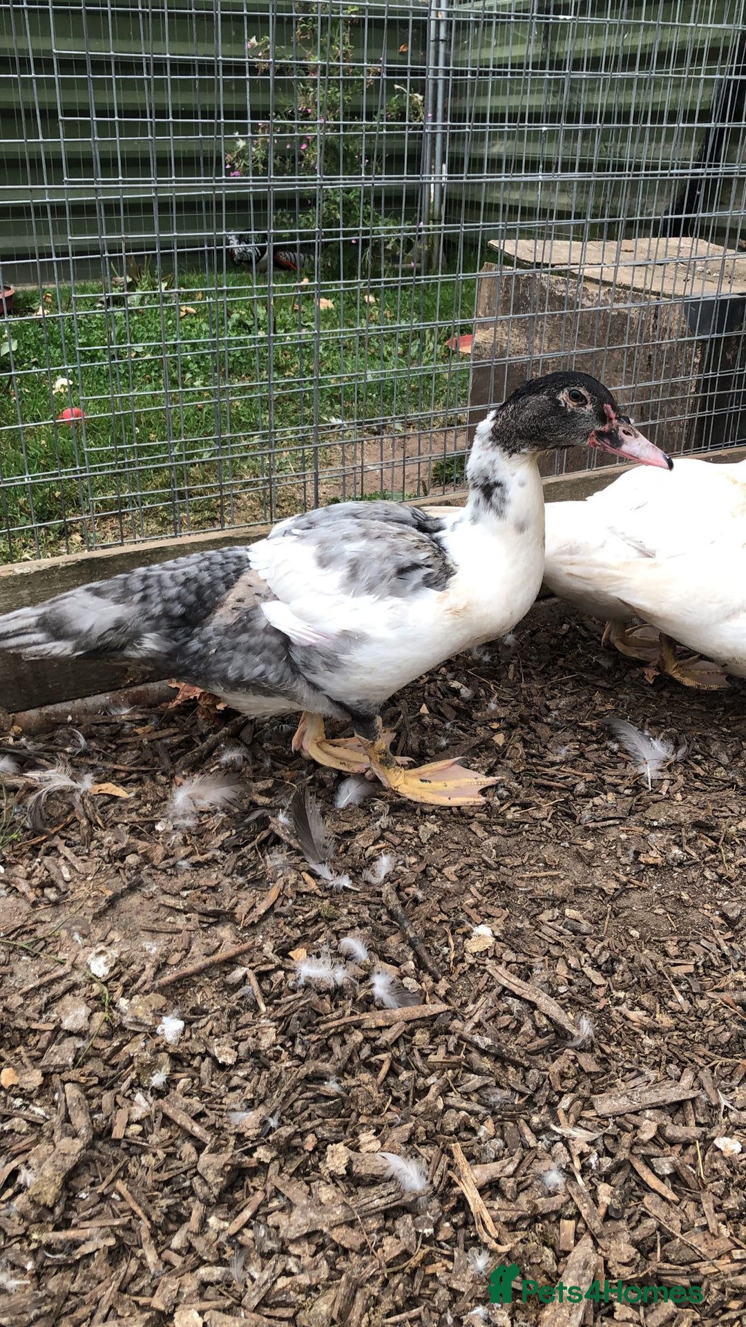 Ducks poultry for sale: Muscovy  ducklings  - Image 4