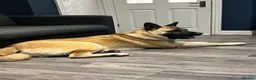 Mixed Breed dogs for sale: 4 year old Akita male, gentle, loving, family dog - Advert 8