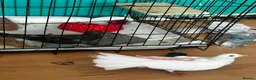 Pigeons birds for sale: white fantail pigeon - Advert 1