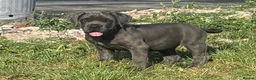 Cane Corso dogs for sale: Cane corso puppies / READY TO LEAVE NOW! in Southampton - Advert 2