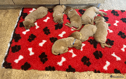 Labrador Retriever dogs for sale: Lovely litter of 7 fox red KC reg labrador puppies - Image 5