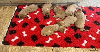 Labrador Retriever dogs - Advert 5