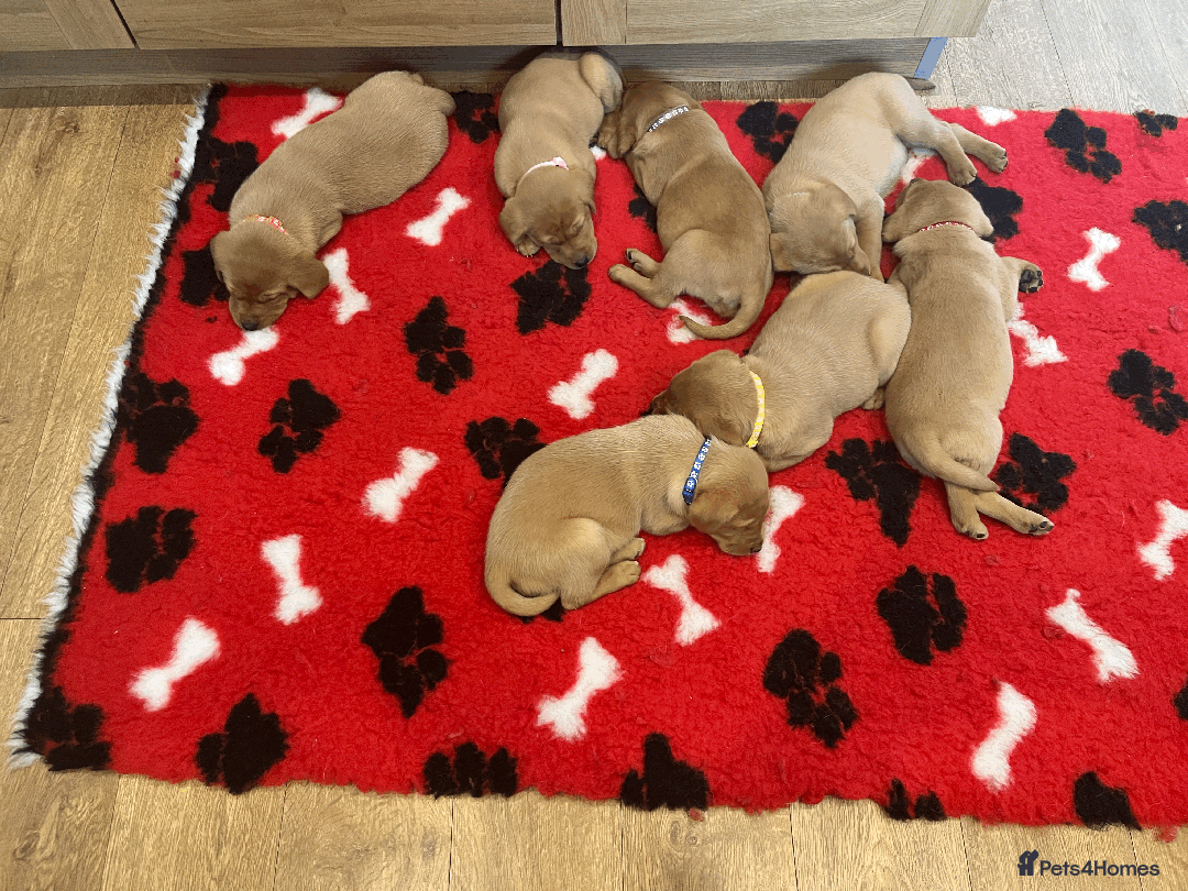 Labrador Retriever dogs for sale: Lovely litter of 7 fox red KC reg labrador puppies - Image 5