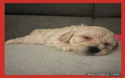Maltipoo dogs for sale: Stunning F1 Maltipoo Puppies!!! - Image 5